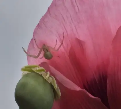 Een klein rovertje verscholen in de papaver