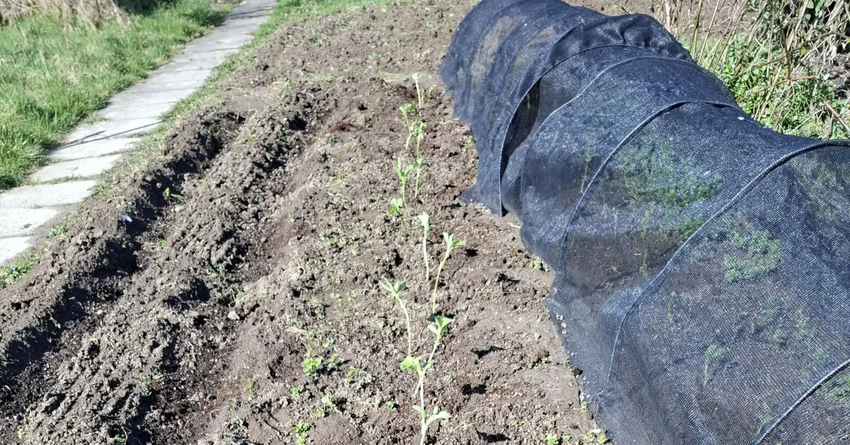 Tuinbonen kunnen worden geplant