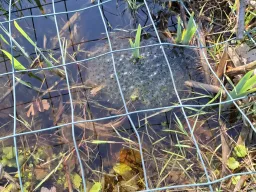 Lente-impressie