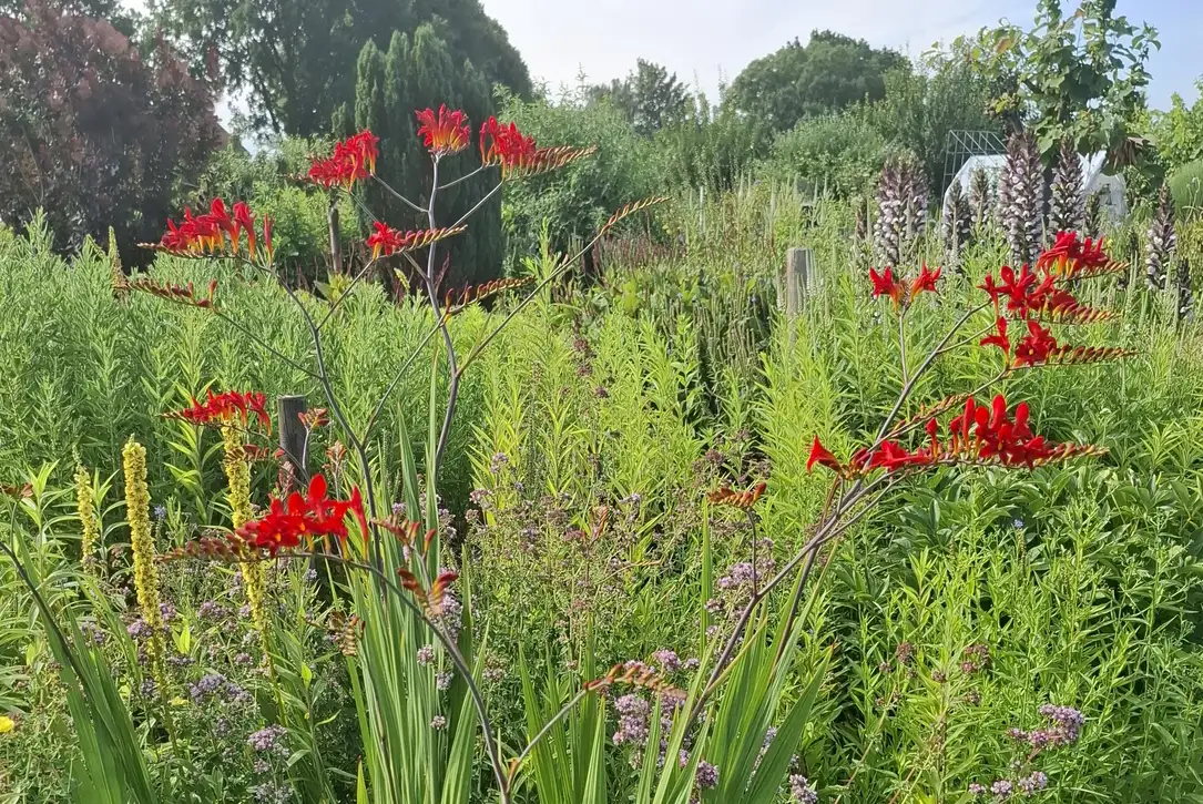 Verrassing in de tuin na de hittegolf