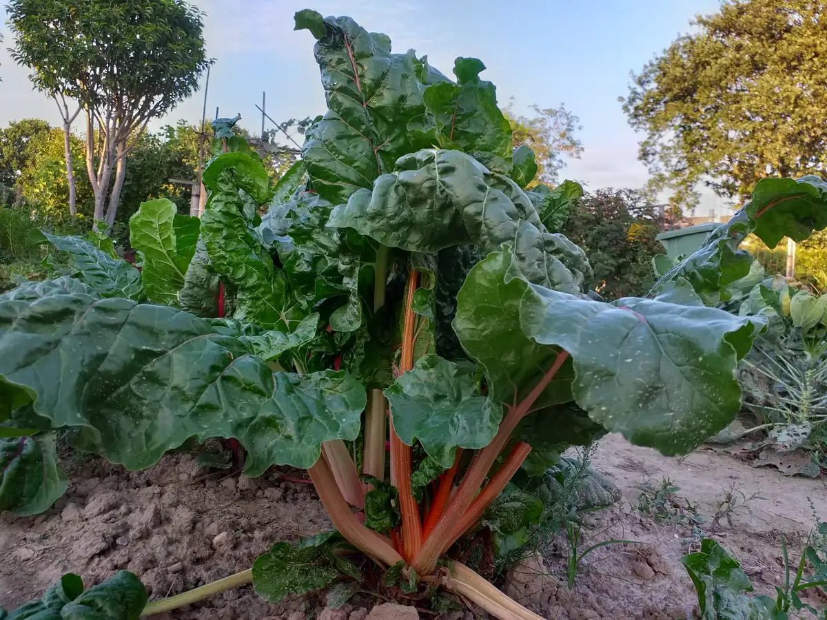 Tuinimpressie van april t/m augustus