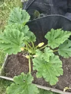Courgetteplant