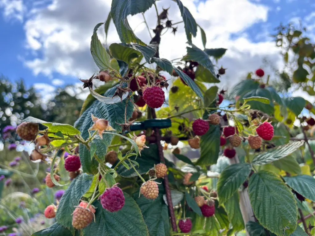 Snoepen uit eigen tuin